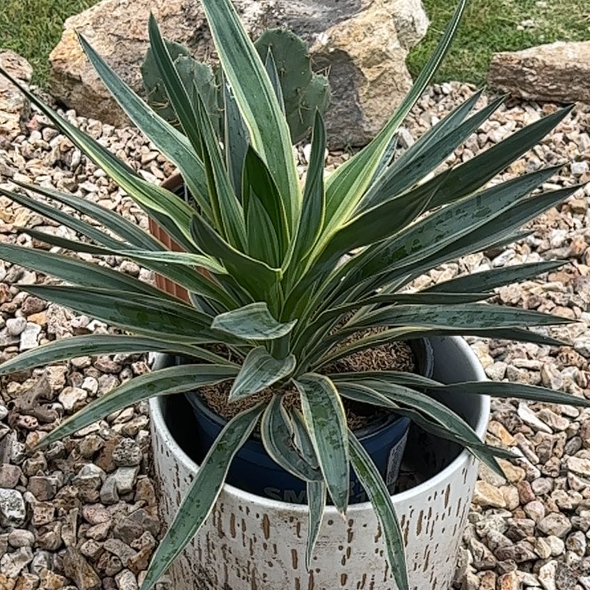 Photo of the plant species Spanish Dagger by @QuaintWasabi22 named Shakira on Greg, the plant care app