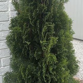 Photo of the plant species Arborvitae by @QuaintWasabi22 named Walt on Greg, the plant care app