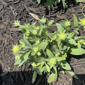 Photo of the plant species Blanket Flower 'Arizona Red Shades' by @LovingRedhill44 named Kendall on Greg, the plant care app