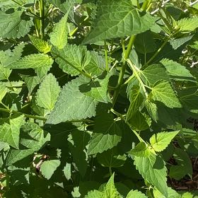 Photo of the plant species Richweed by @DollCyclamen65 named Robert Plant on Greg, the plant care app