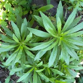 Photo of the plant species Daisy by @DollCyclamen65 named Michelle Branch on Greg, the plant care app