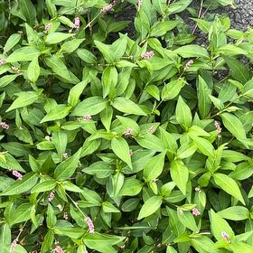 Photo of the plant species Persicaria Longiseta by @DollCyclamen65 named Emerson on Greg, the plant care app