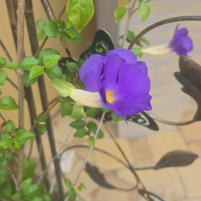 Photo of the plant species Blue Pea Vine by @BigBlueoak78 named Fernie Saunders on Greg, the plant care app