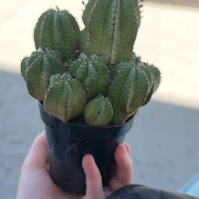 Photo of the plant species Euphorbia anoplia by @HotApple48 named John on Greg, the plant care app