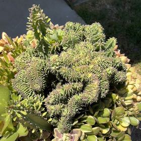 Photo of the plant species Canada Balsam by @FunDamsii4 named Doja Cat on Greg, the plant care app