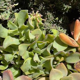 Photo of the plant species Pig's Ear by @FunDamsii4 named da Vinci on Greg, the plant care app