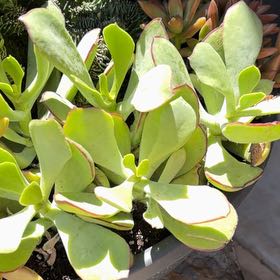 Photo of the plant species Pig's Ear by @FunDamsii4 named Xena on Greg, the plant care app