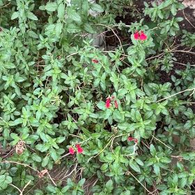 Photo of the plant species Baby Sage by @FunDamsii4 named Luna on Greg, the plant care app