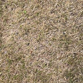Photo of the plant species Bermuda Grass by @FunDamsii4 named Tolkien on Greg, the plant care app