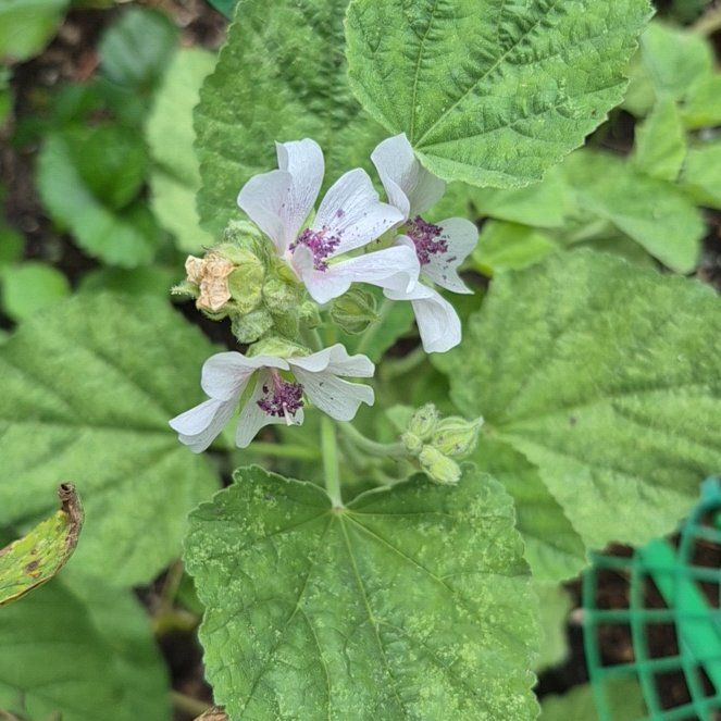 Photo of the plant species High Mallow by @QueenOrchids13 named Bruce Lee on Greg, the plant care app