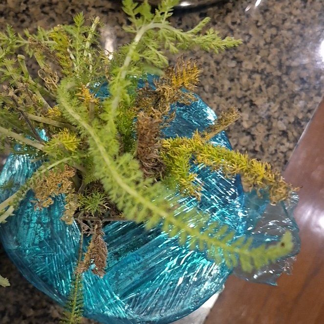 Photo of the plant species Boreal Yarrow by @QueenOrchids13 named Cleopatra on Greg, the plant care app