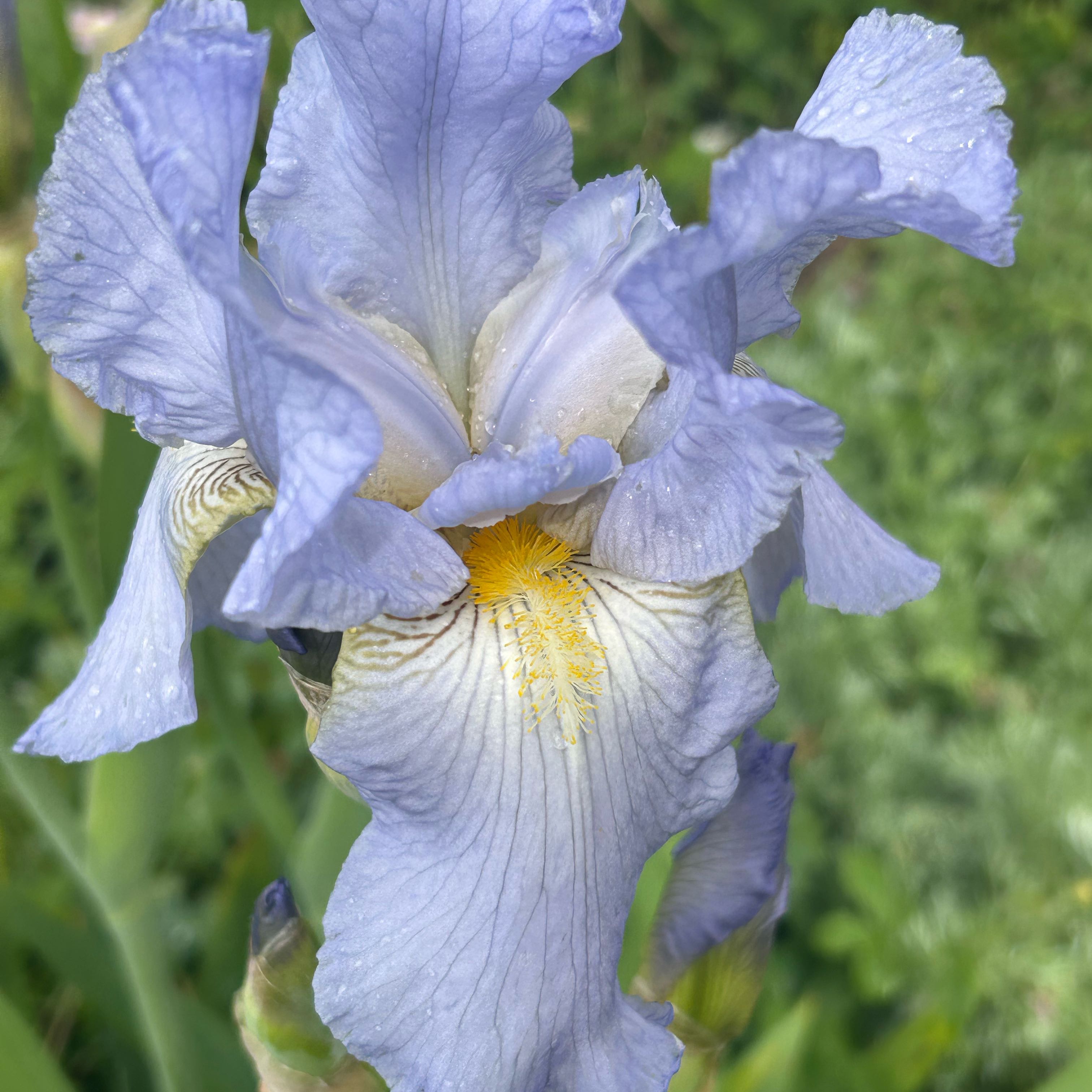 Photo of the plant species Dalmatian Iris by @TrueViszsla90 named Foxxy on Greg, the plant care app