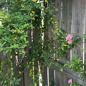 Photo of the plant species Peggy Martin Rose by @ElderCat70 named Sherlock on Greg, the plant care app