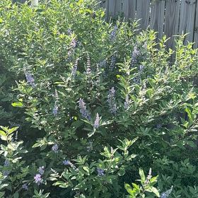 Photo of the plant species Chaste Tree by @ElderCat70 named Gomez on Greg, the plant care app