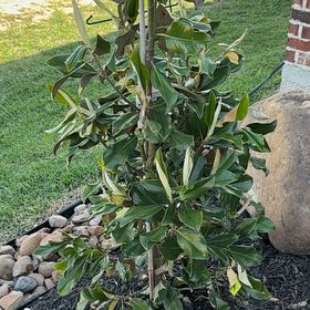 Photo of the plant species Southern Magnolia by @ElderCat70 named Delilah on Greg, the plant care app
