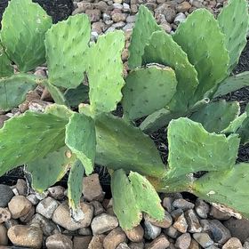 Photo of the plant species Erect Prickly Pear by @ElderCat70 named ChloroPhil on Greg, the plant care app