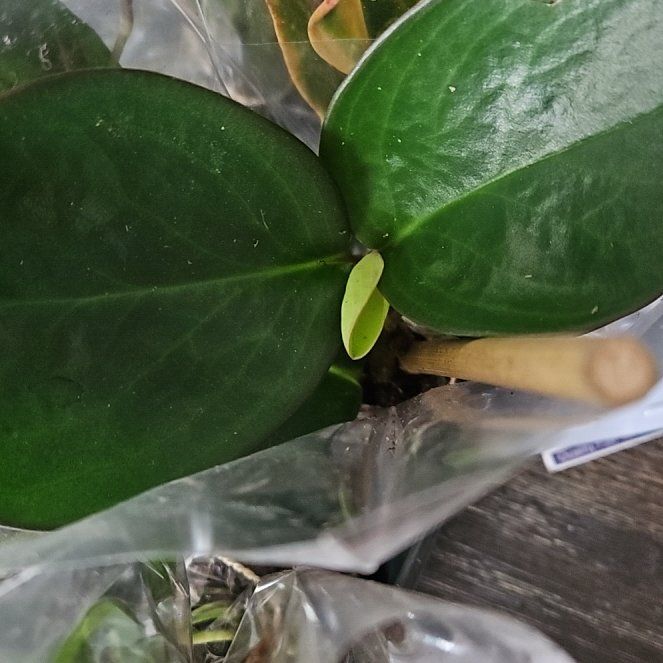 Photo of the plant species Karaka by @GladKaro82 named Marilyn on Greg, the plant care app
