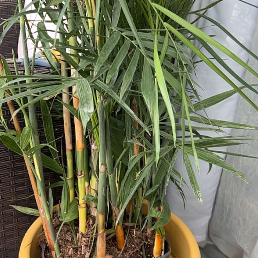 Photo of the plant species Bamboo Palm by @LuckyMelon59 named Terra on Greg, the plant care app