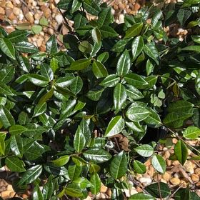 Photo of the plant species Asian Jasmine by @ReallyOrchid14 named Girlfrond on Greg, the plant care app