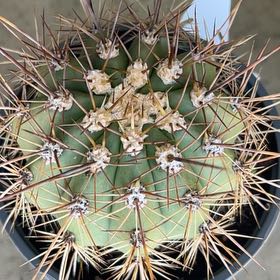 Photo of the plant species Scarlet Hedgehog Cactus by @ReallyOrchid14 named Forrest on Greg, the plant care app