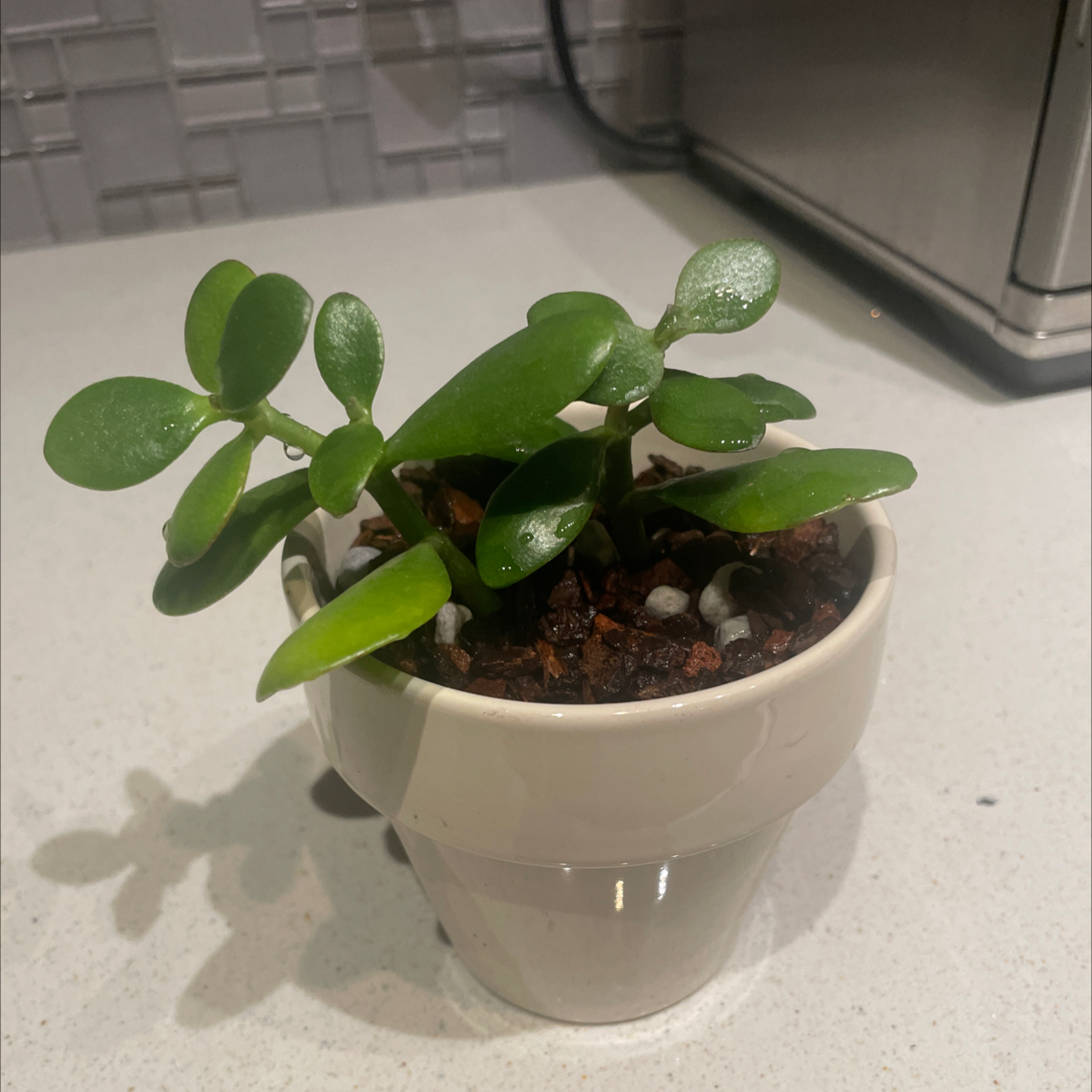 MJ (Mike Jr.) | A plant by @KP_ on Greg