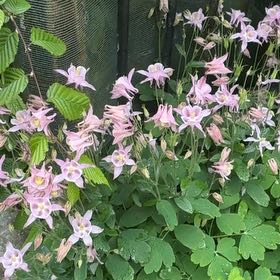 Photo of the plant species Common Columbine by @BoldAlbo19 named Cleopatra on Greg, the plant care app