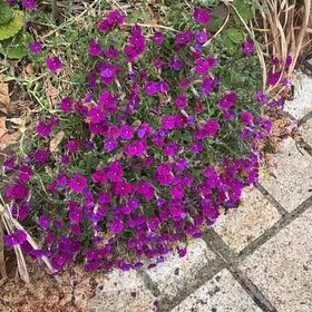 Photo of the plant species Lilacbush by @BoldAlbo19 named Einstein on Greg, the plant care app