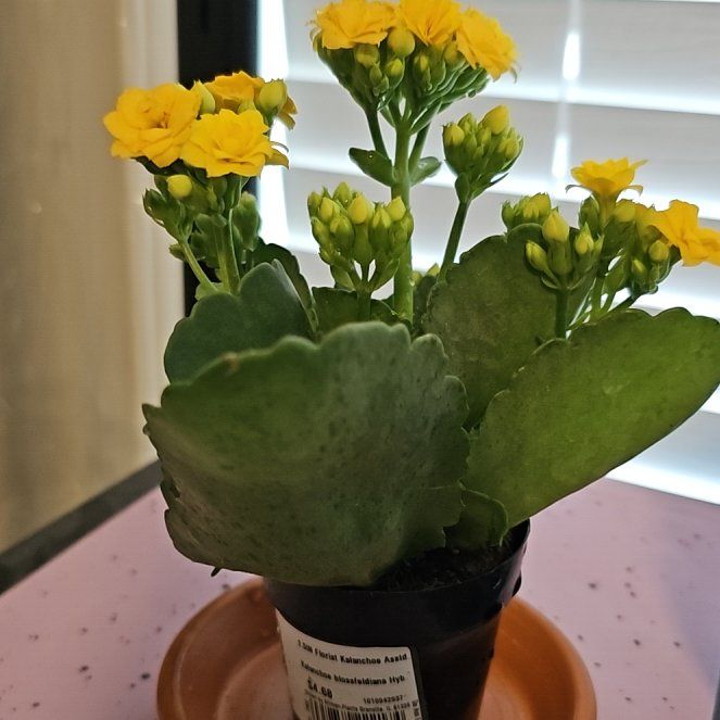 Photo of the plant species Orange African Kalanchoe by @QuietWychelm1 named LiloStitch on Greg, the plant care app