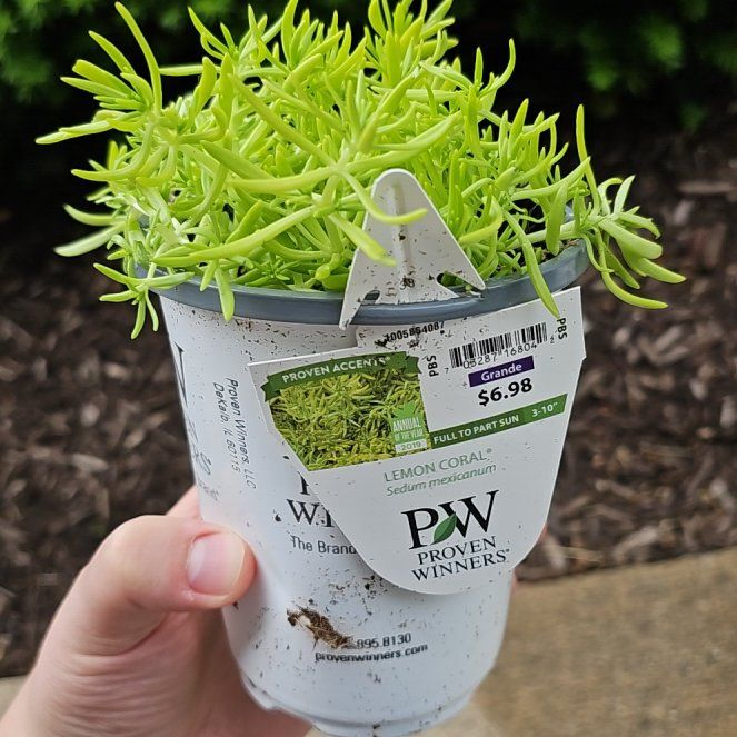 Photo of the plant species Mexican Stonecrop by @QuietWychelm1 named Sol on Greg, the plant care app