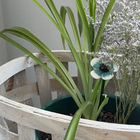 Photo of the plant species Yellow Iris by @DiverseBlinks43 named Zeus on Greg, the plant care app