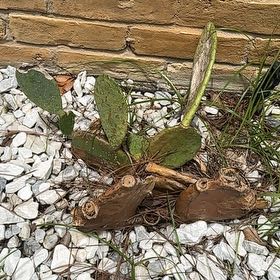 Photo of the plant species Erect Prickly Pear by @InspiredPlain54 named Gates on Greg, the plant care app