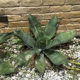 Photo of the plant species Agave Raksasa by @InspiredPlain54 named Mando on Greg, the plant care app
