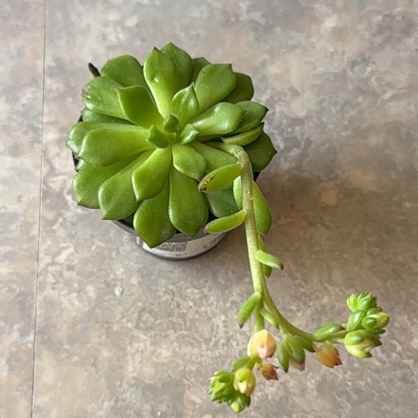 Photo of the plant species Sedeveria 'Letizia' by @DoubtlessMum34 named Eva on Greg, the plant care app