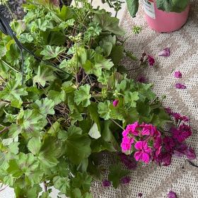 Photo of the plant species Ivy Geranium by @RousingRedwood9 named Aria on Greg, the plant care app