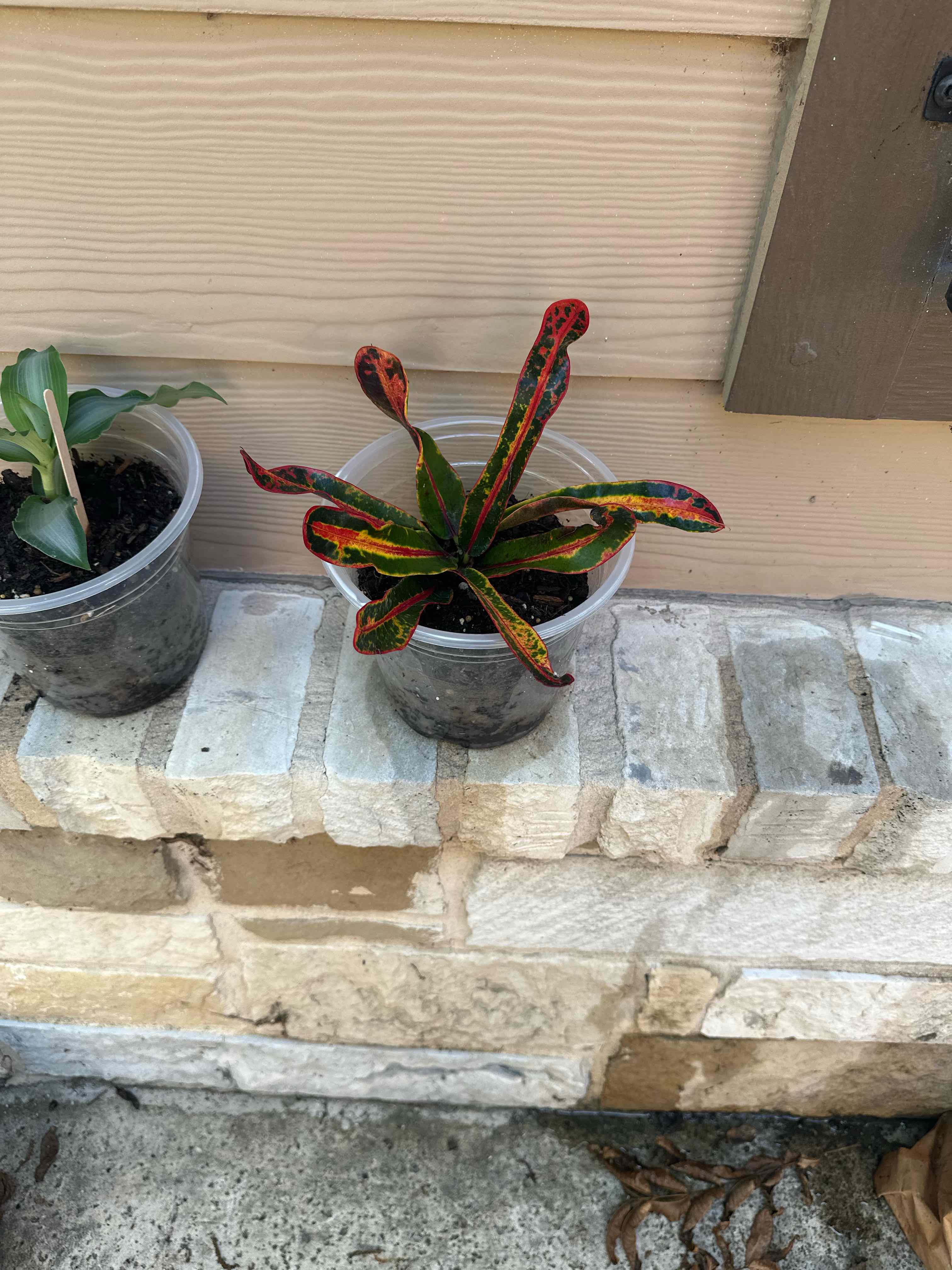 Photo of the plant species Mammy Croton by @Rosieposey420 named Leonardo on Greg, the plant care app
