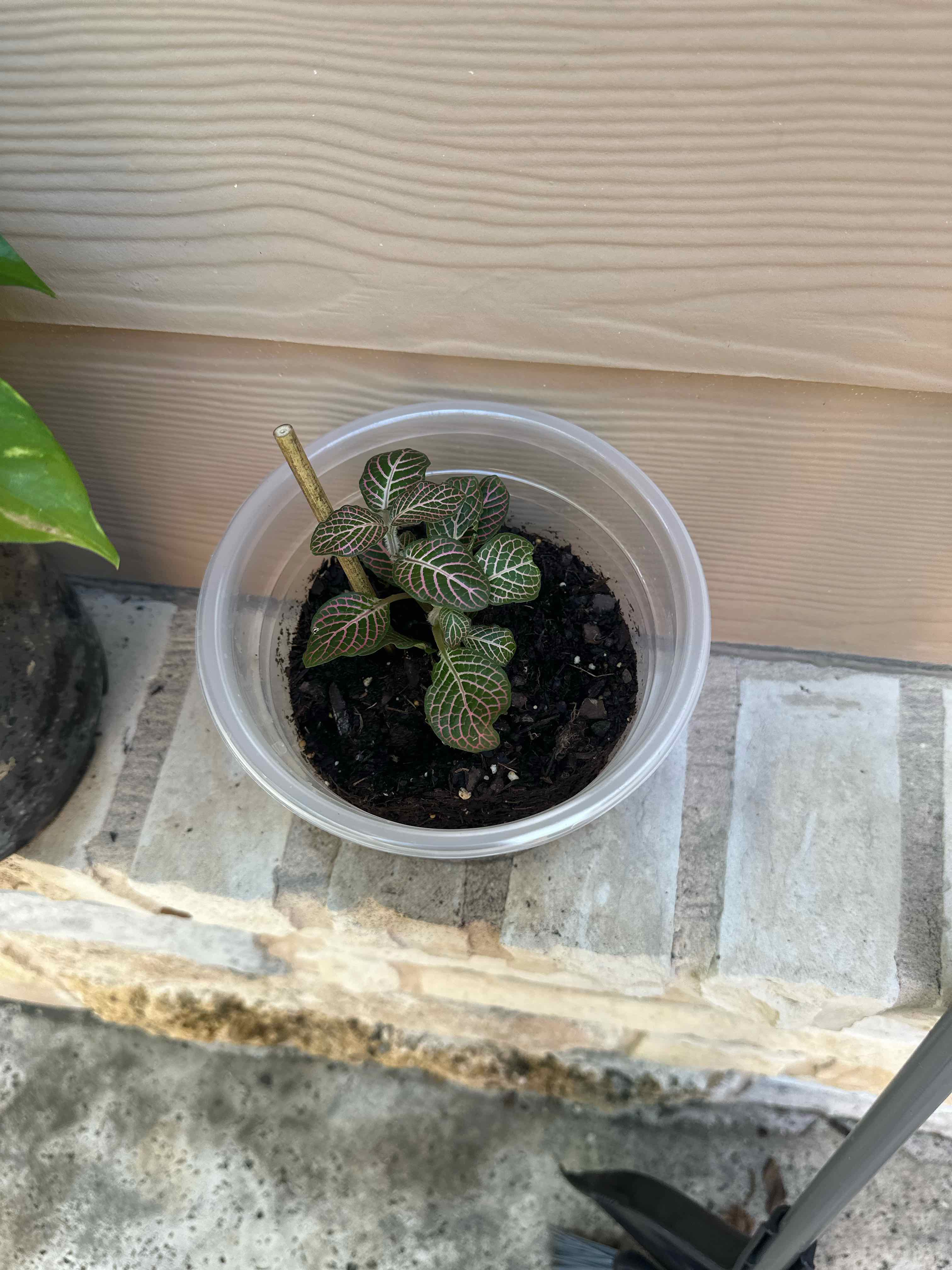 Photo of the plant species Fittonia Pink by @Rosieposey420 named Tree Diddy on Greg, the plant care app
