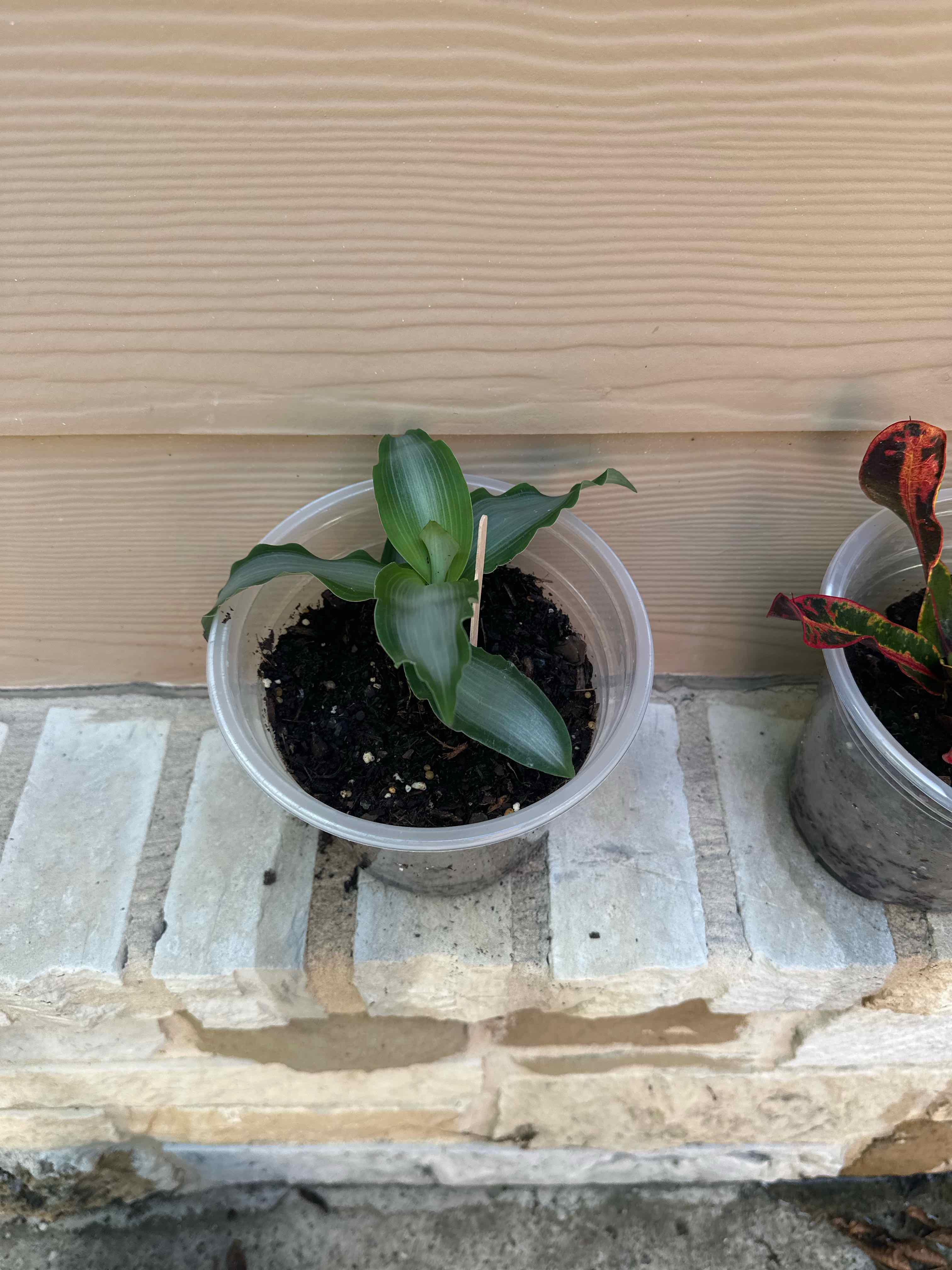 Photo of the plant species Murdannia by @Rosieposey420 named Curie on Greg, the plant care app