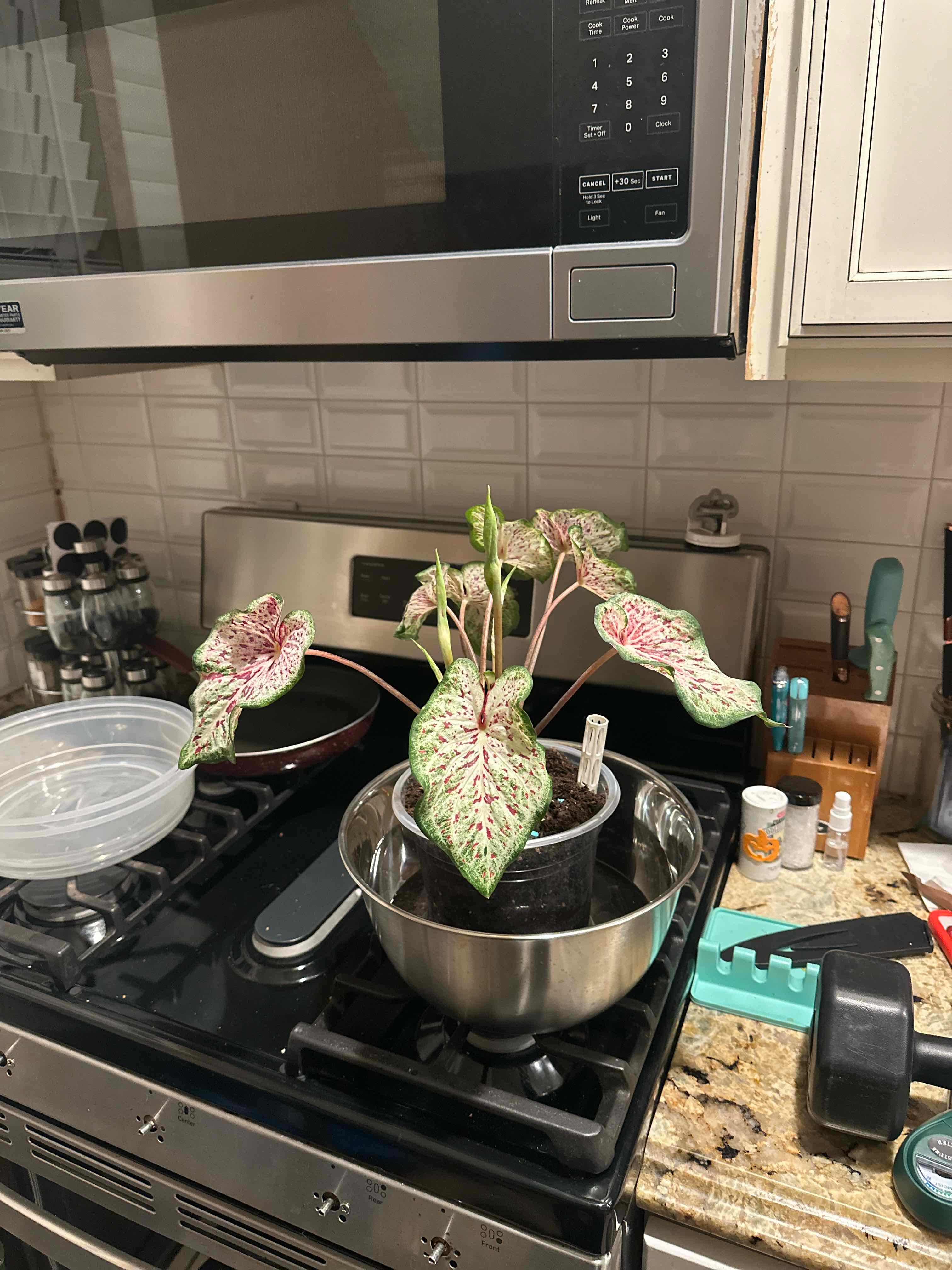 Photo of the plant species Strap Leaf Caladium by @Rosieposey420 named Elle on Greg, the plant care app