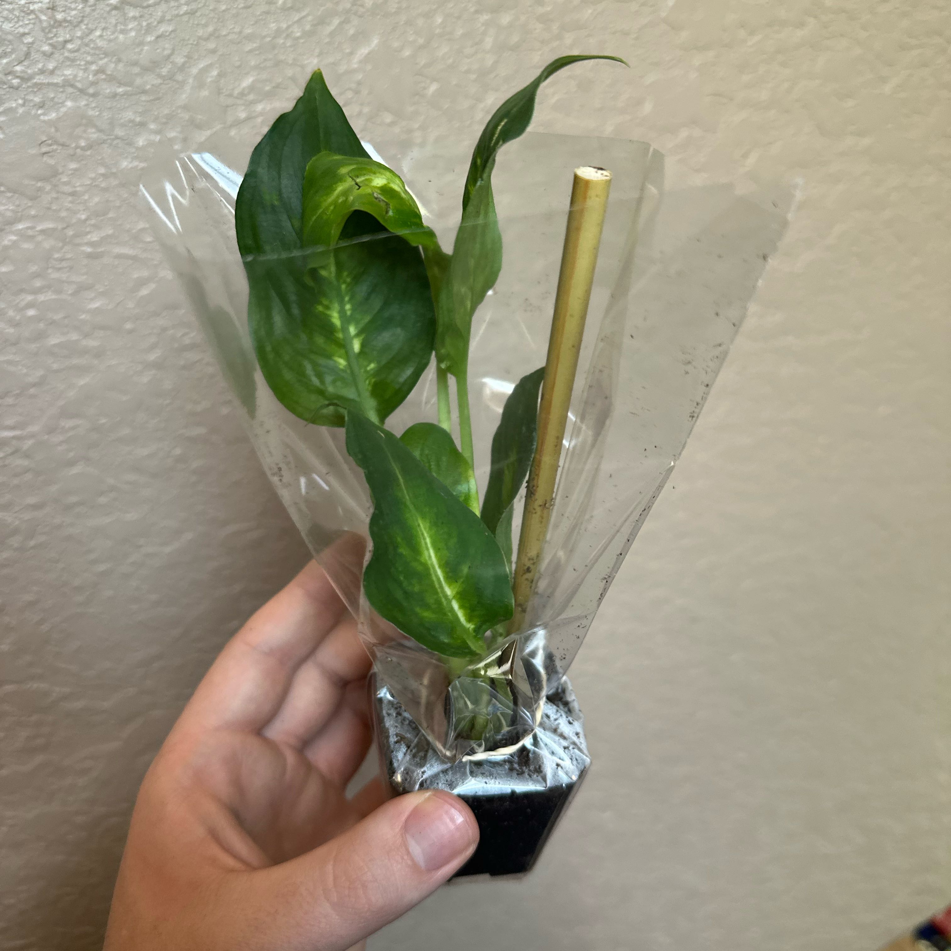 Photo of the plant species Dieffenbachia 'Camille' by @Rosieposey420 named Baesil on Greg, the plant care app