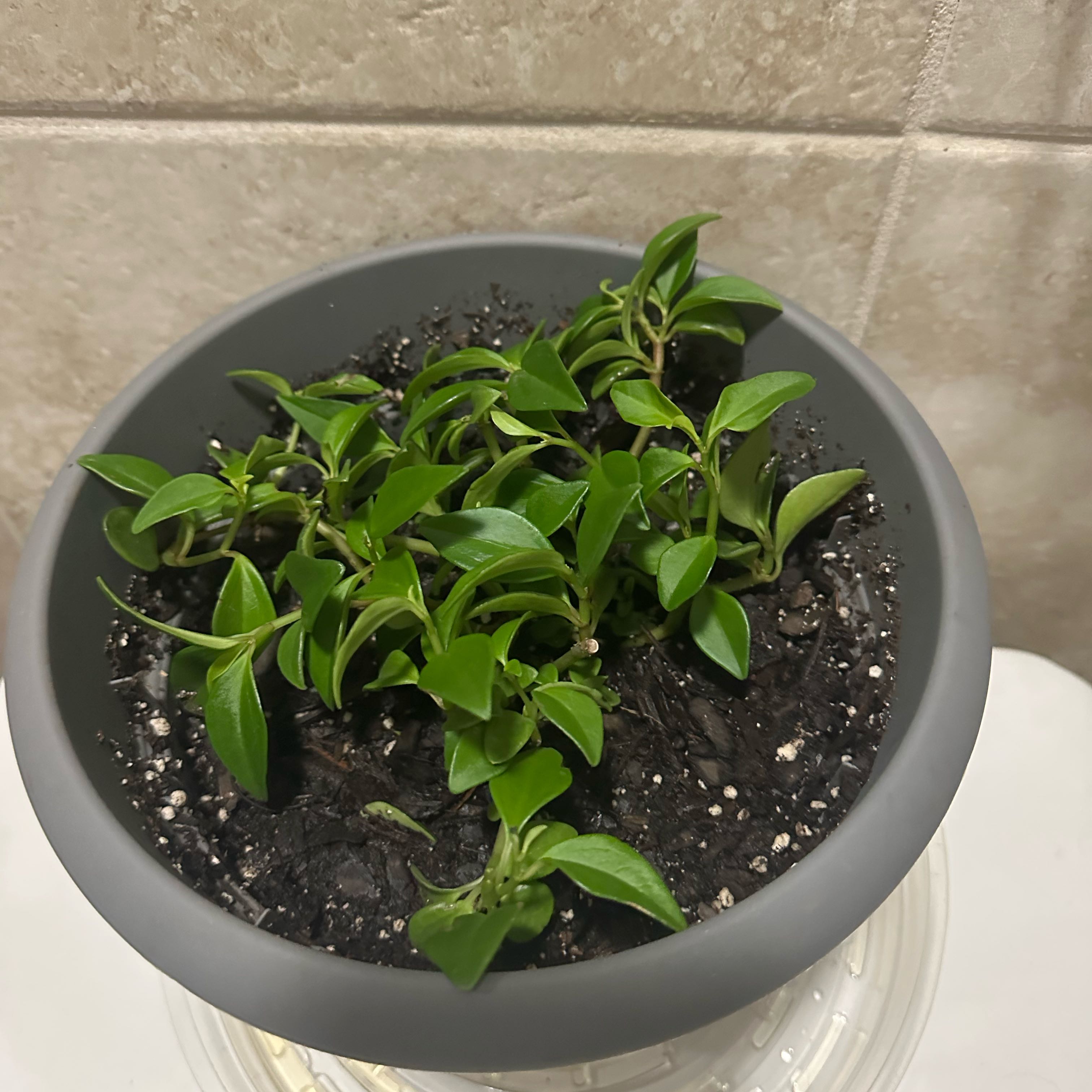 Photo of the plant species Amigo Marcello by @Rosieposey420 named Lebron on Greg, the plant care app
