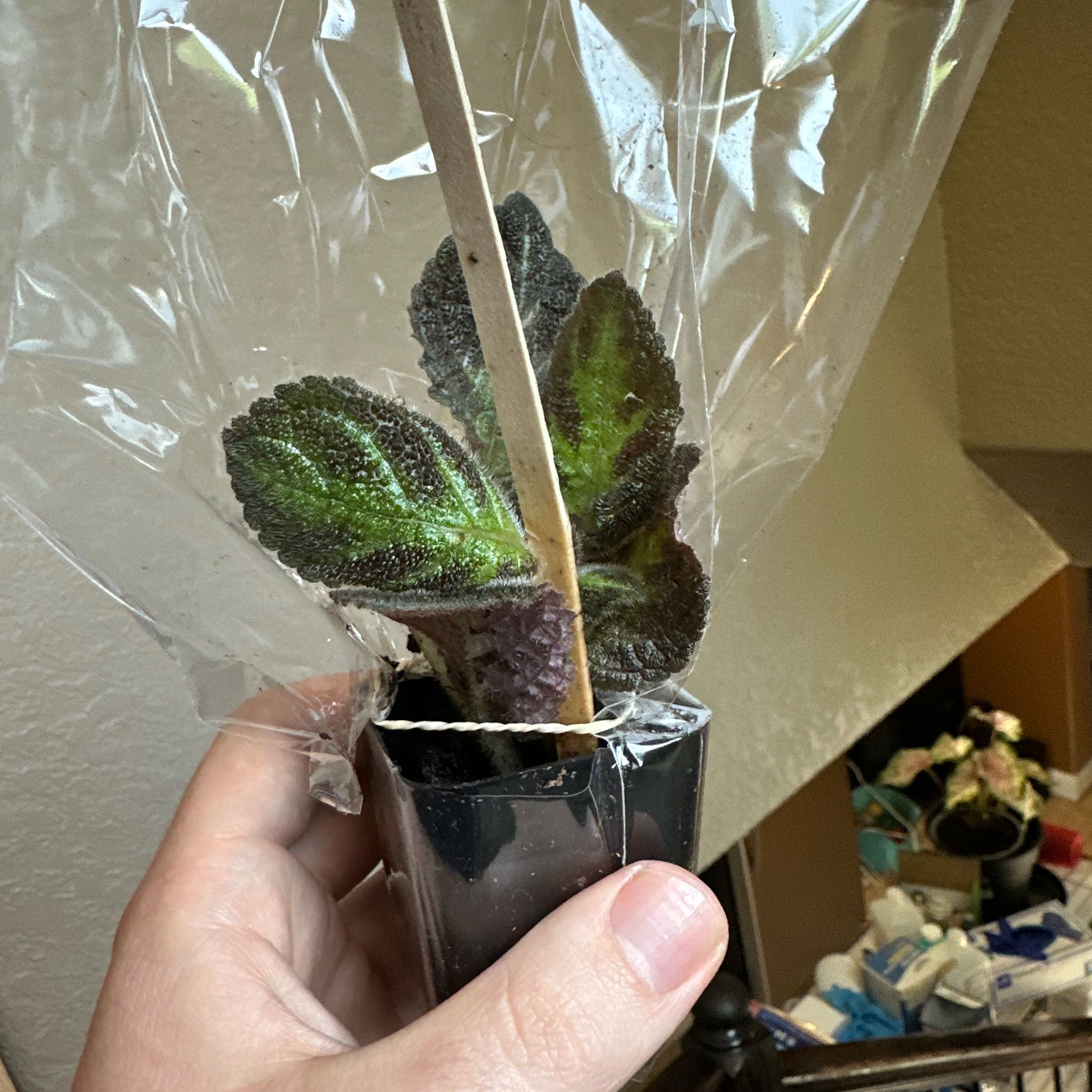 Photo of the plant species Flame Violet by @Rosieposey420 named Morgan Treeman on Greg, the plant care app