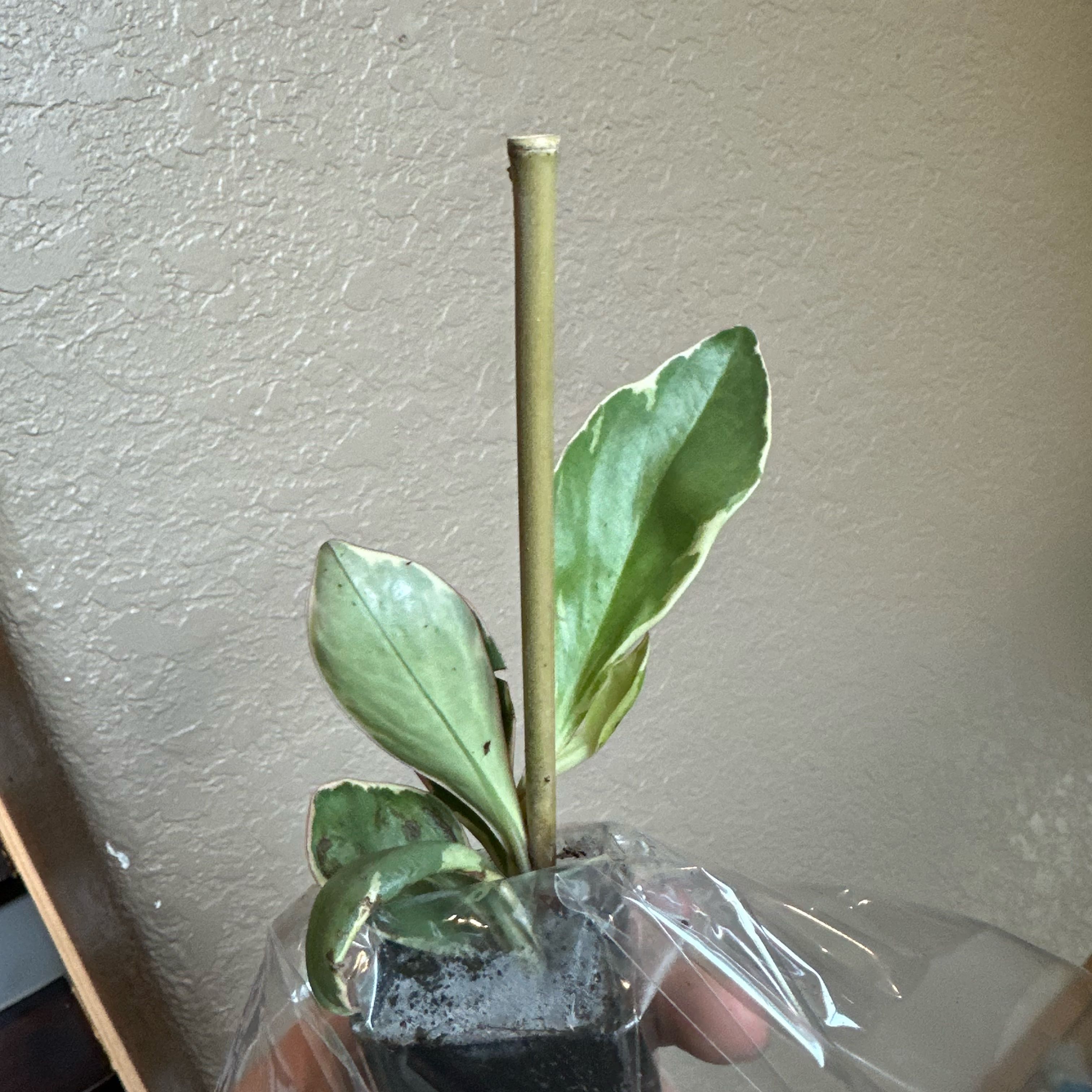 Photo of the plant species Variegated Peperomia Scandens by @Rosieposey420 named Nemo on Greg, the plant care app