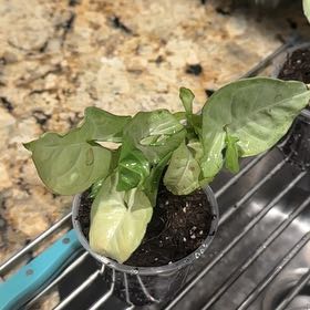 Photo of the plant species Milk Confetti by @Rosieposey420 named Daphne on Greg, the plant care app