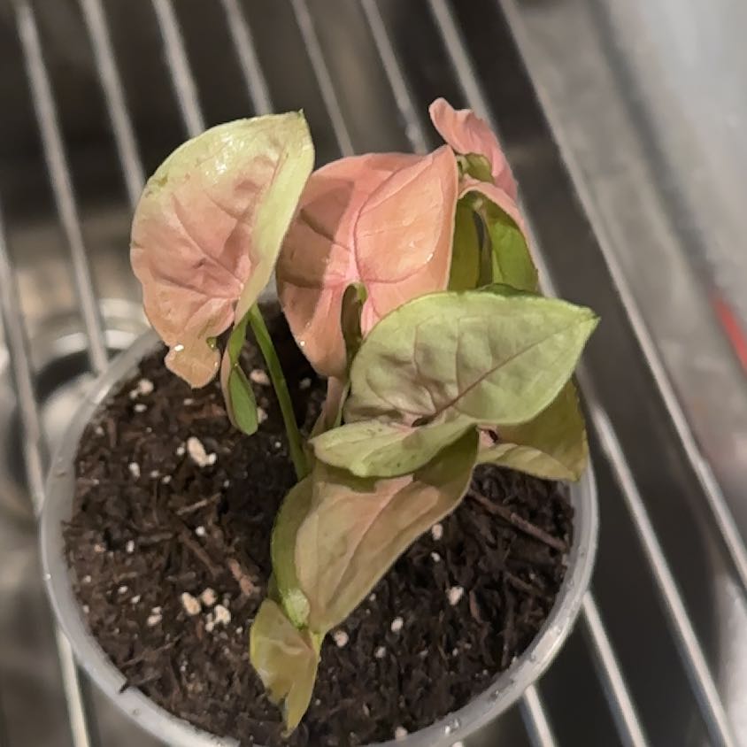 Photo of the plant species Pink Arrowhead Vine by @Rosieposey420 named Taylor Swift on Greg, the plant care app
