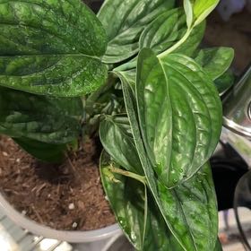 Photo of the plant species Monstera Peru by @Rosieposey420 named Achilles on Greg, the plant care app