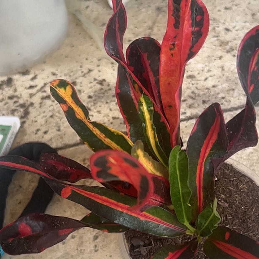 Photo of the plant species Mammy Croton by @Rosieposey420 named Winston on Greg, the plant care app