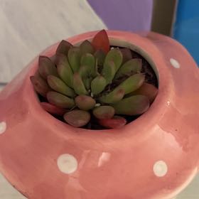 Photo of the plant species Pink Ruby Succulent by @FunCacto17 named Osmo on Greg, the plant care app