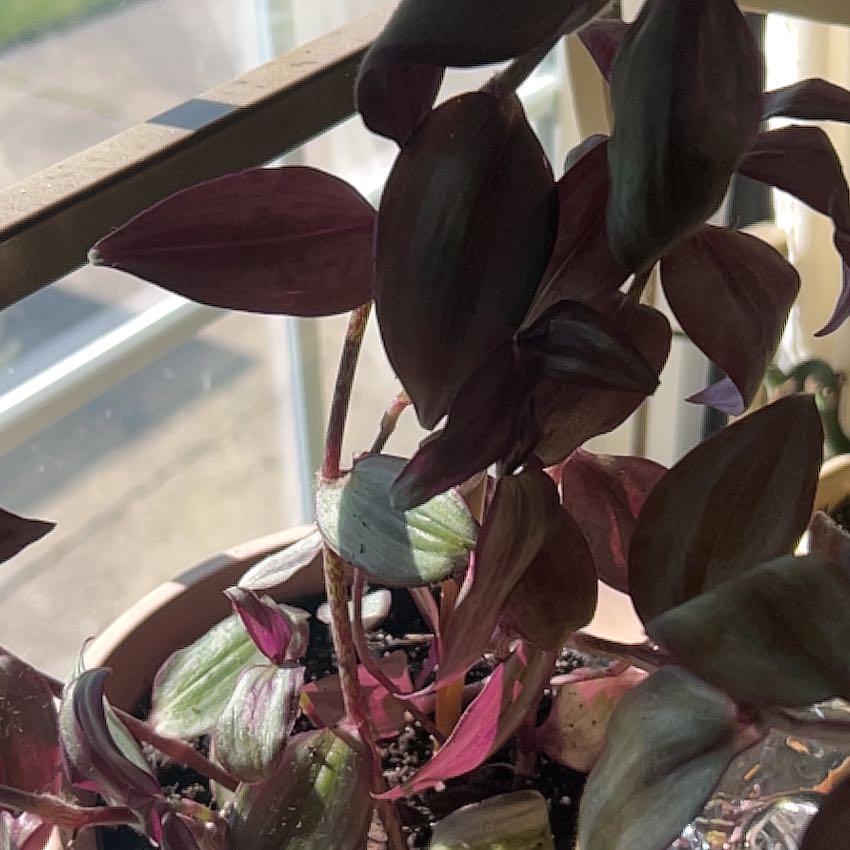 Photo of the plant species Wandering Dude 'Burgundy' by @CleanGrass50 named The Dude on Greg, the plant care app