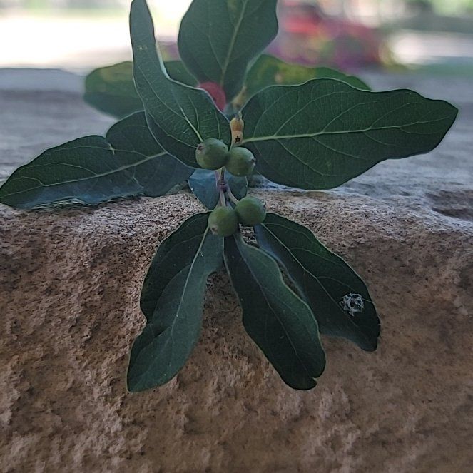 Photo of the plant species Tatarian Honeysuckle by @RegalDyebush70 named Figyonce on Greg, the plant care app