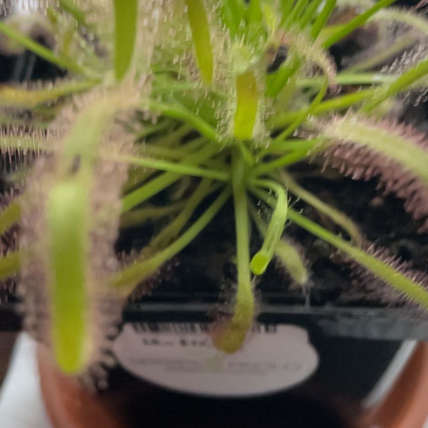 Photo of the plant species Cape Sundew by @RadViolet82 named Xena on Greg, the plant care app